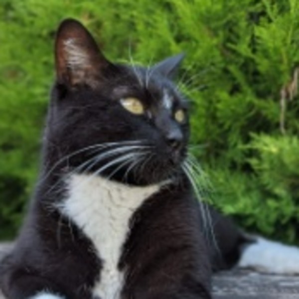 Kitty