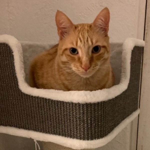 Simba