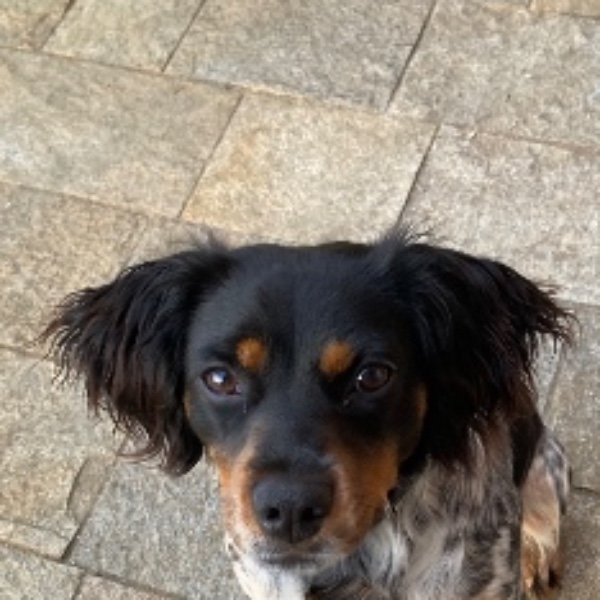 Tosca