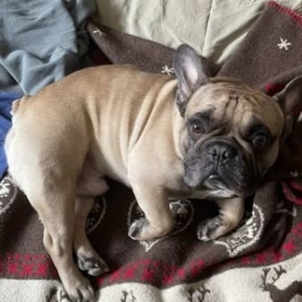 Pixel