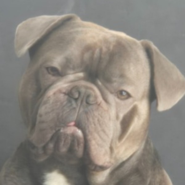Ulysse