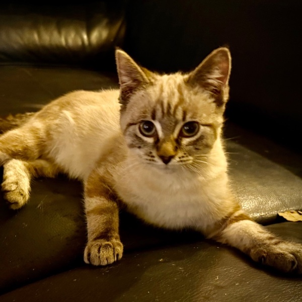 Tsuki