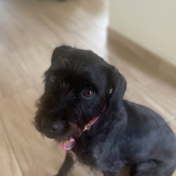 Tessie