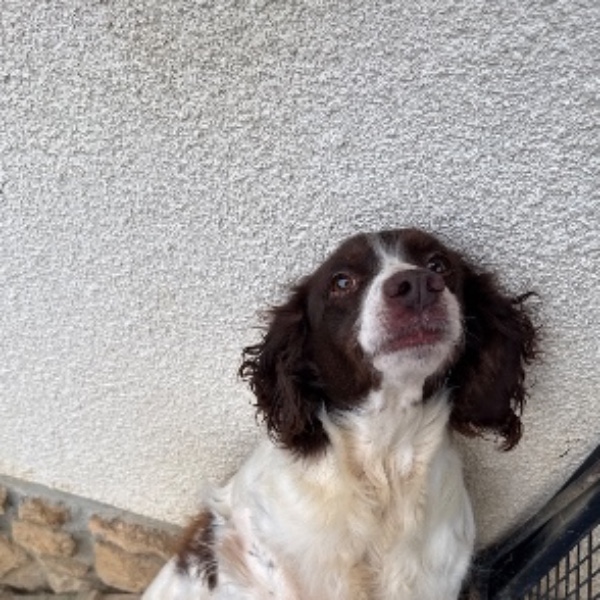 Maya