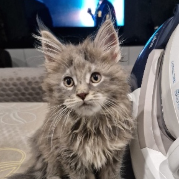 Lou