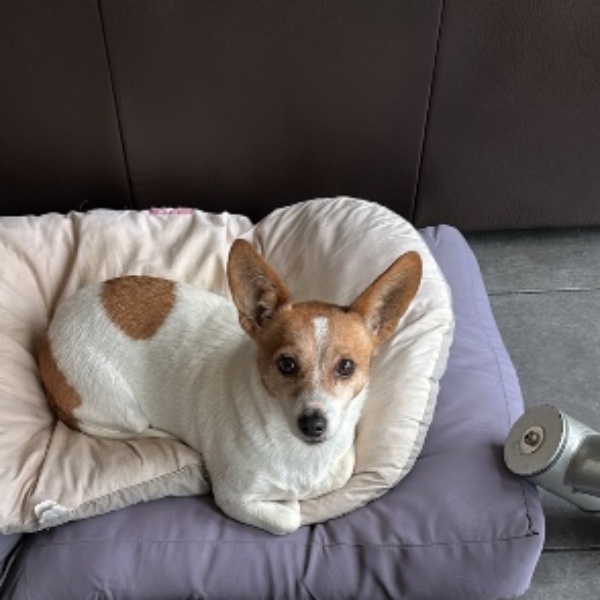 Louna