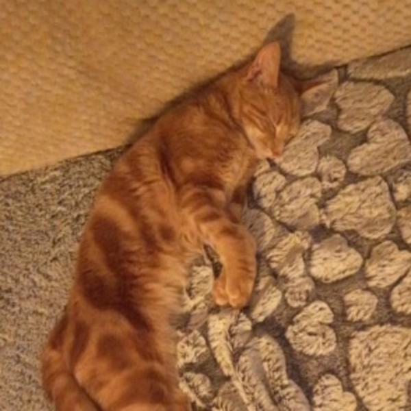 Simba