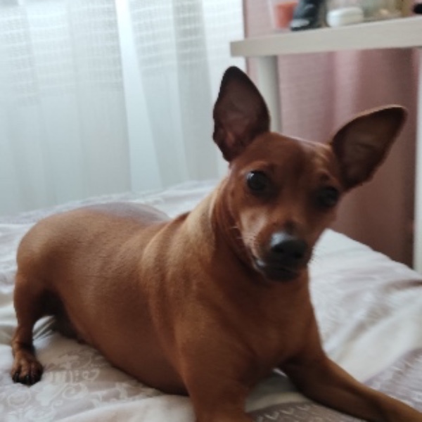 Lina