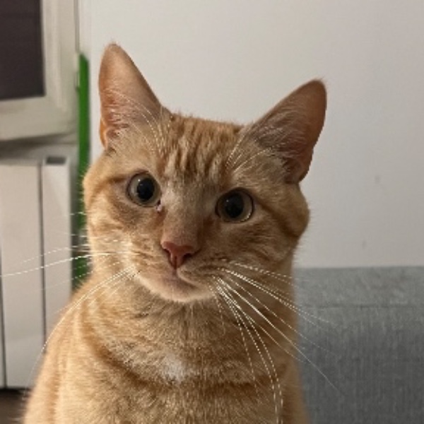 Sascha