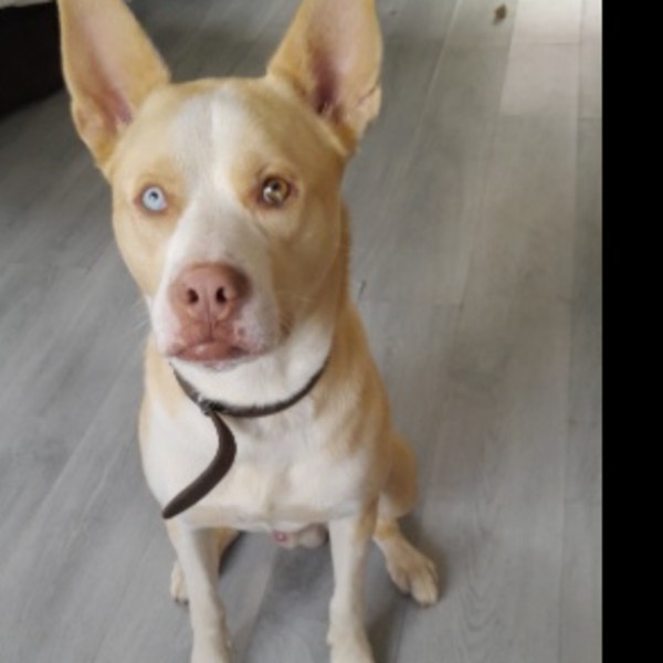Léo
