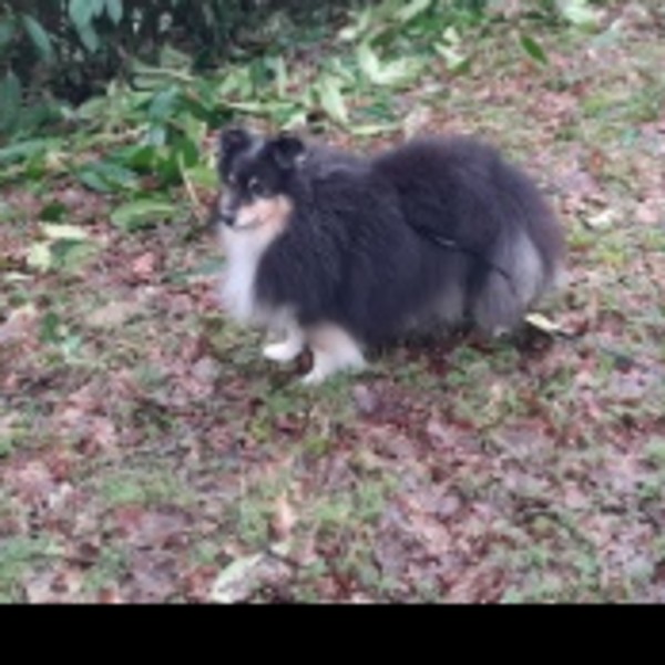 Myrtille