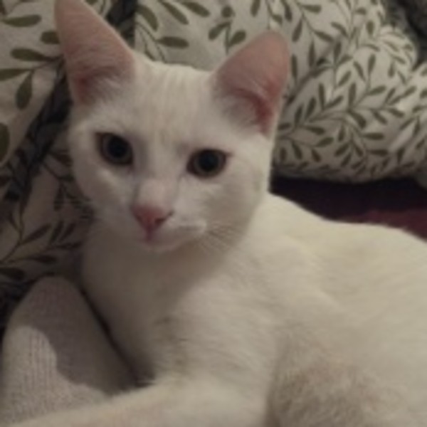 Gus