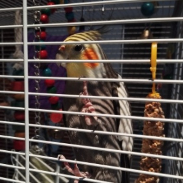 Jafard