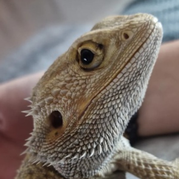 Paquito