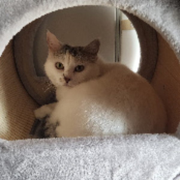 Choupette