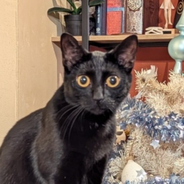 Nyx