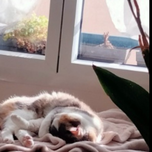 Olympe