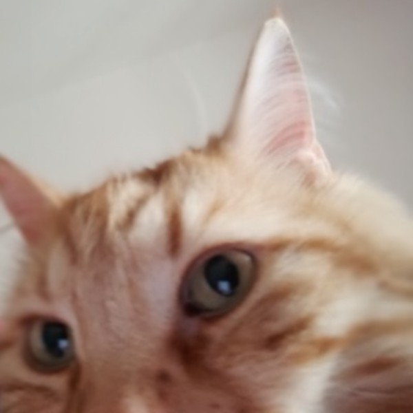 Tigrou