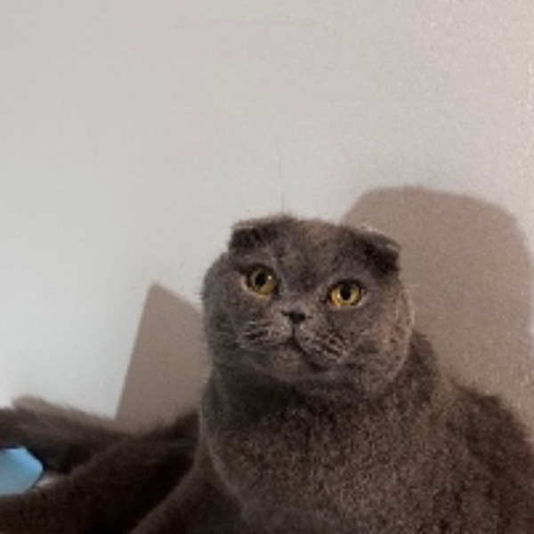 Maya