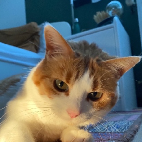 Maya