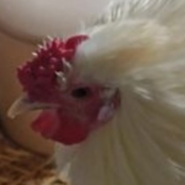 Piou