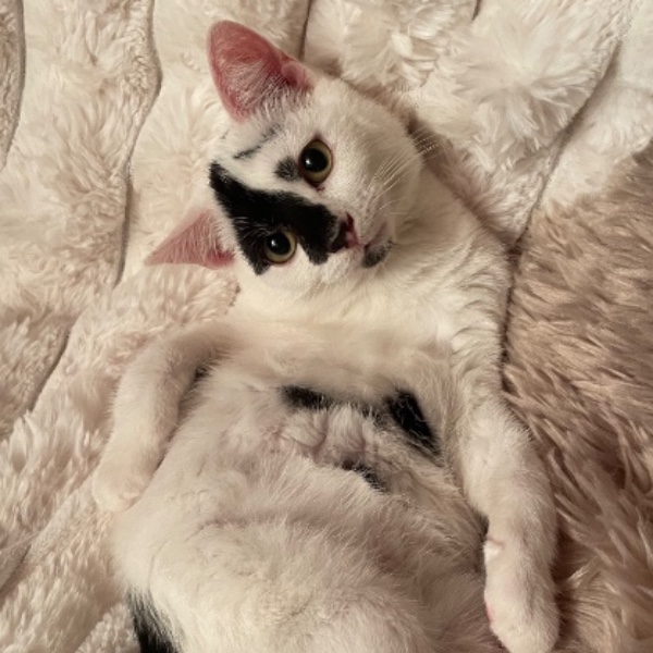Loki