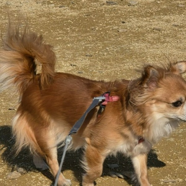 Praline