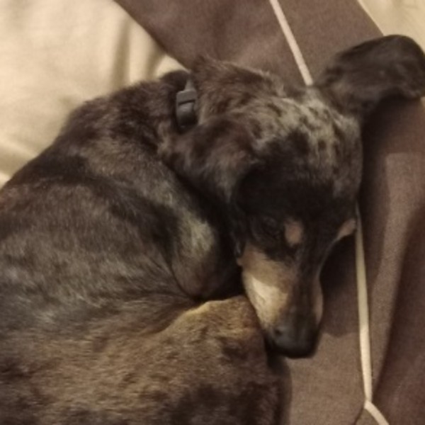 Lulu