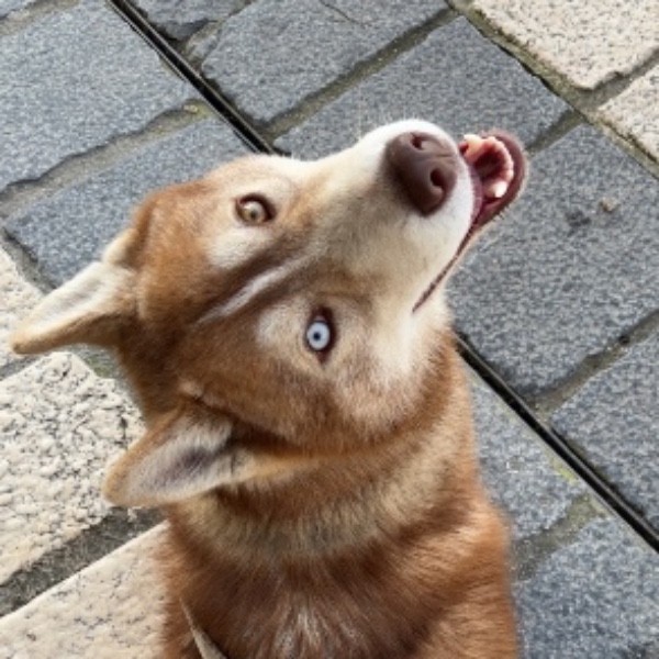 Aslan