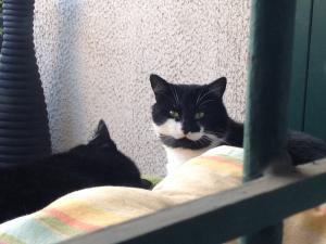 Chat abandonné surnommé Copain