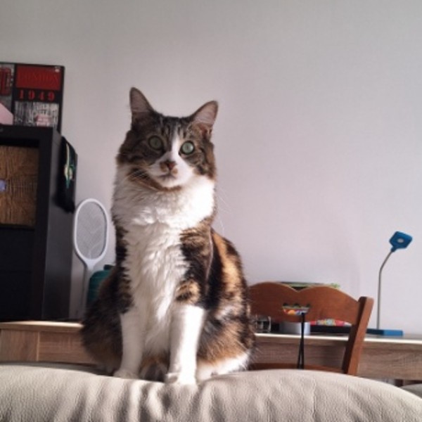 Maya