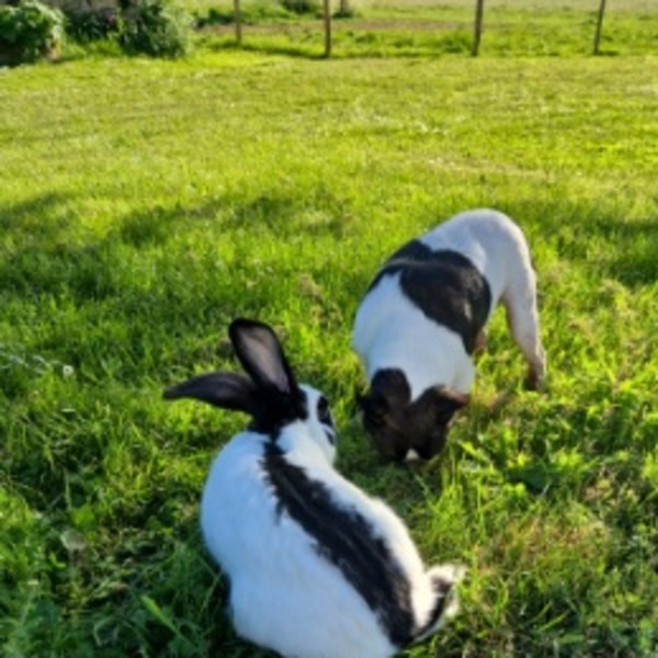 Panpan