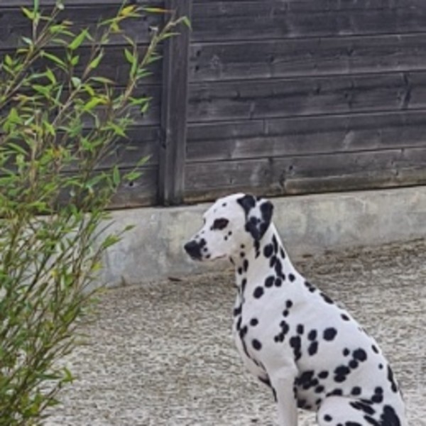 Lilou
