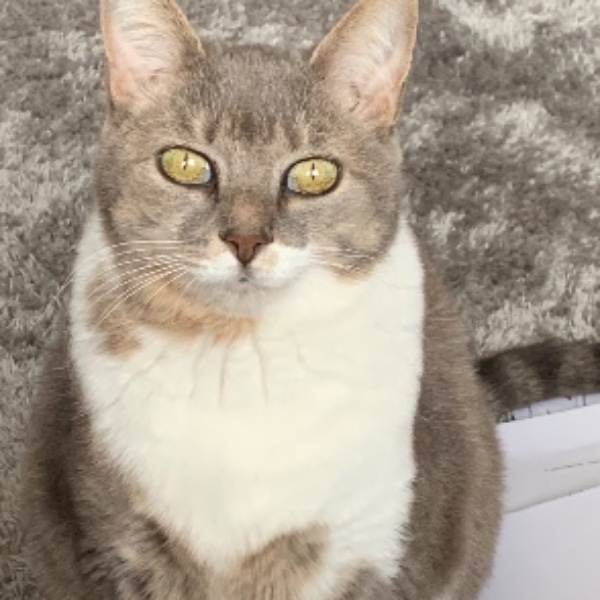 Stella