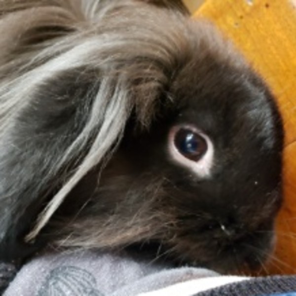 Choupette