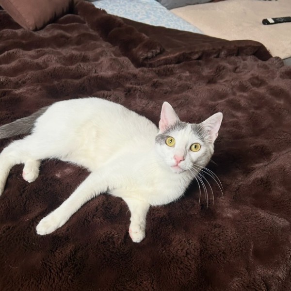 Loki