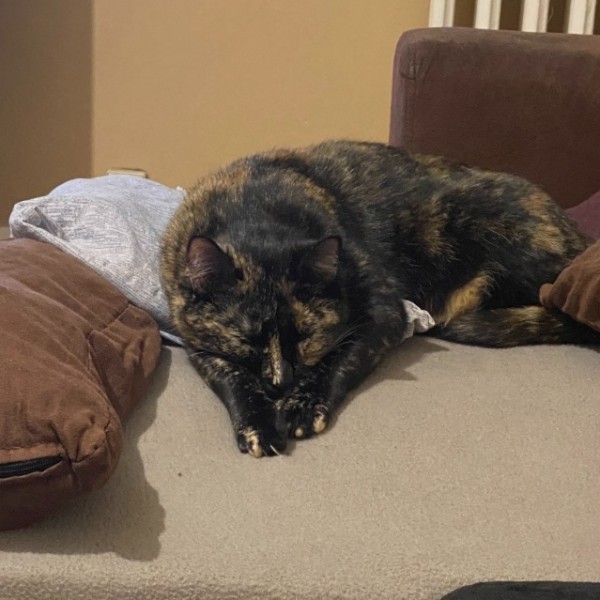 Mya