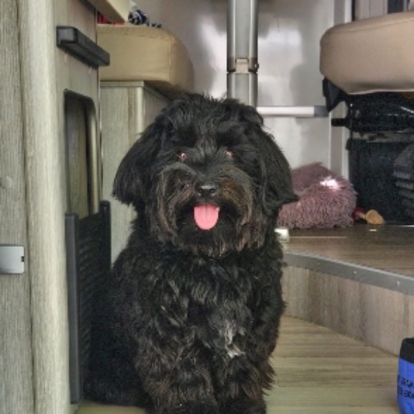 Alfie