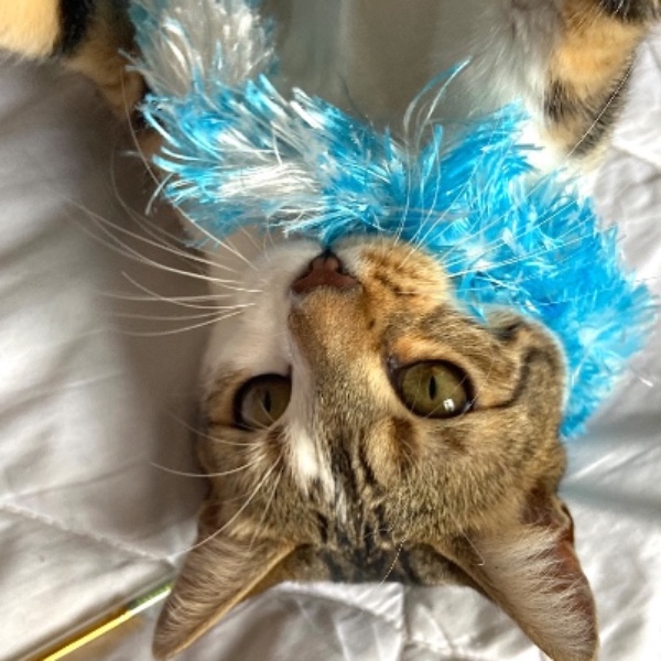 RAJAH
