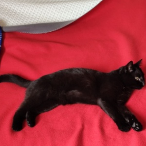 Zélie