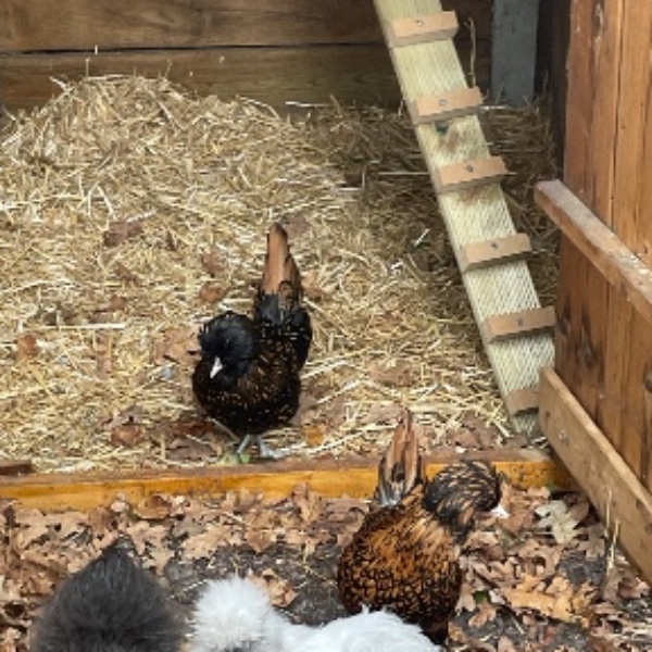 Poule 🐓