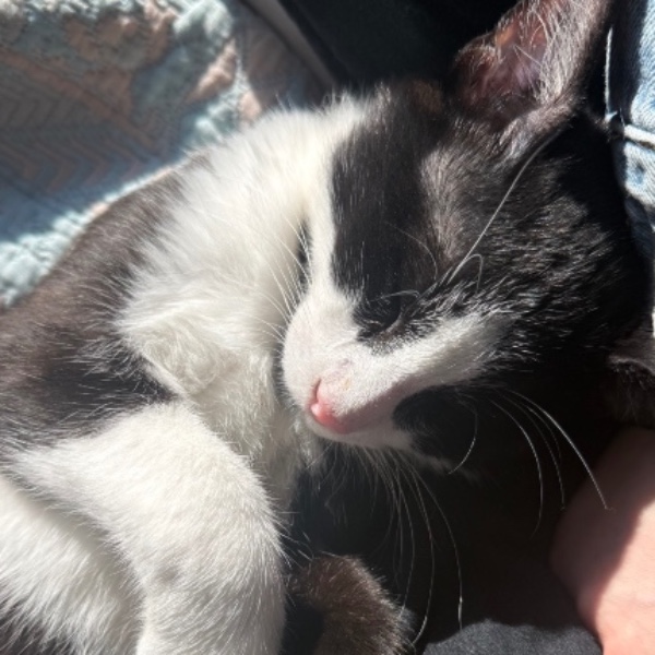 Poupette