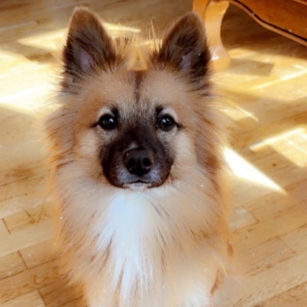 Vayko