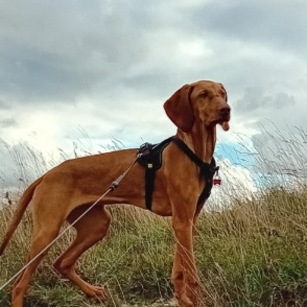 ZAYA