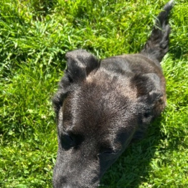Benji
