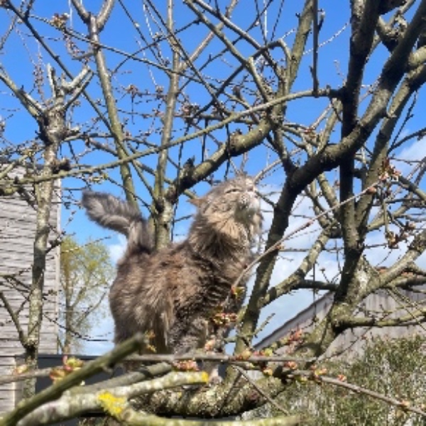 Pitaya