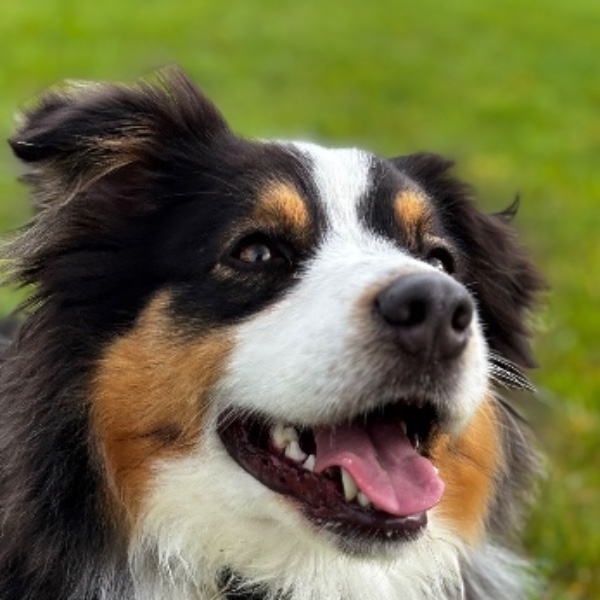 Naya