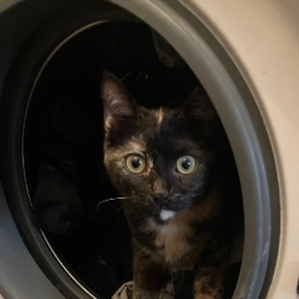 Arya