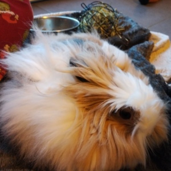 LILY
