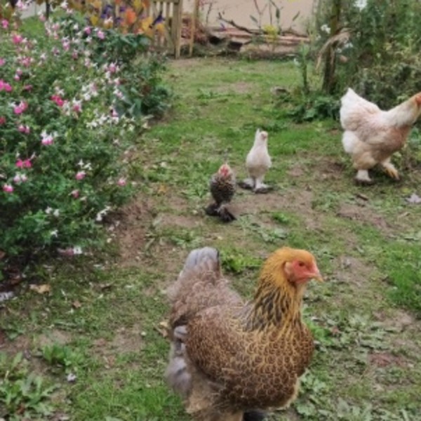 POULETTES